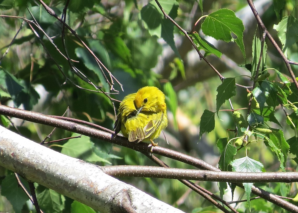 Yellow Warbler at Viles Arboretum by rob257