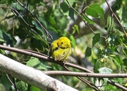 23rd Jun 2015 - Yellow Warbler at Viles Arboretum