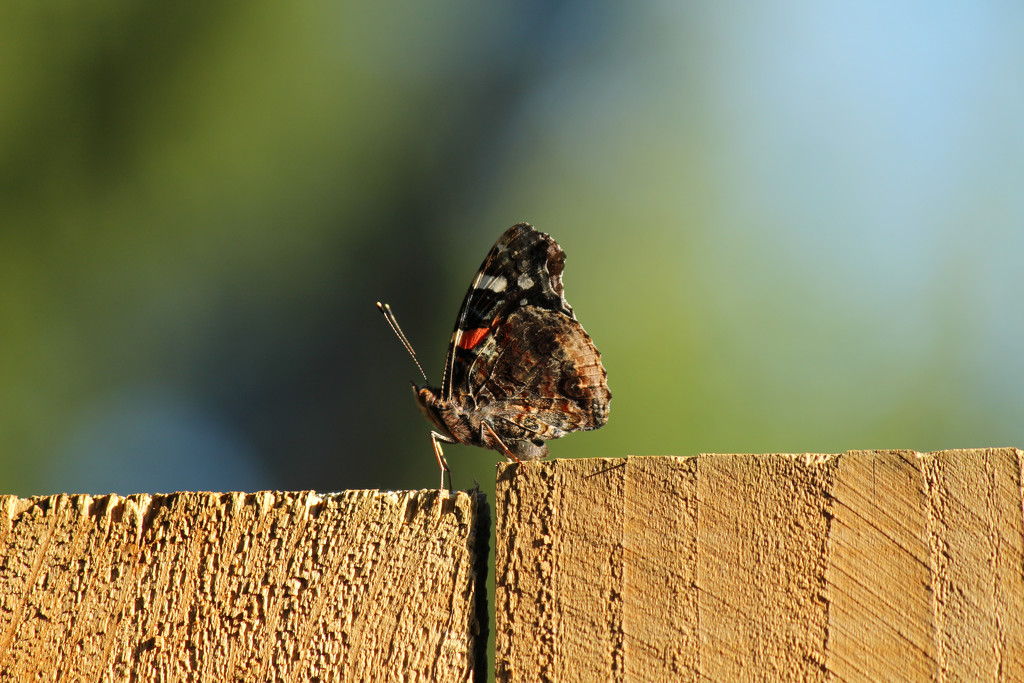 Bug on fence by nanderson
