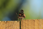 26th Jun 2015 - Bug on fence