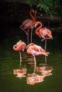 26th Jun 2015 - Flamingos