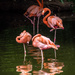 Flamingos by rosiekerr
