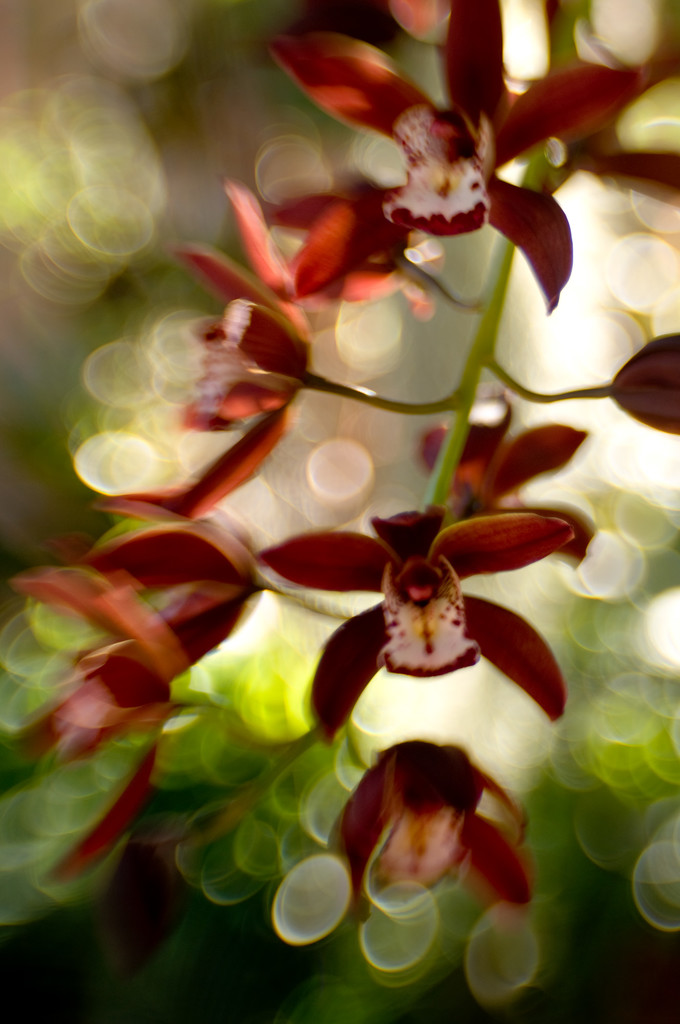 bokeh and orchids by annied
