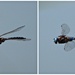 Dragonfly on the Wetlands Trail by markandlinda