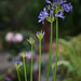 2015 06 26 - Agapanthus by pixiemac
