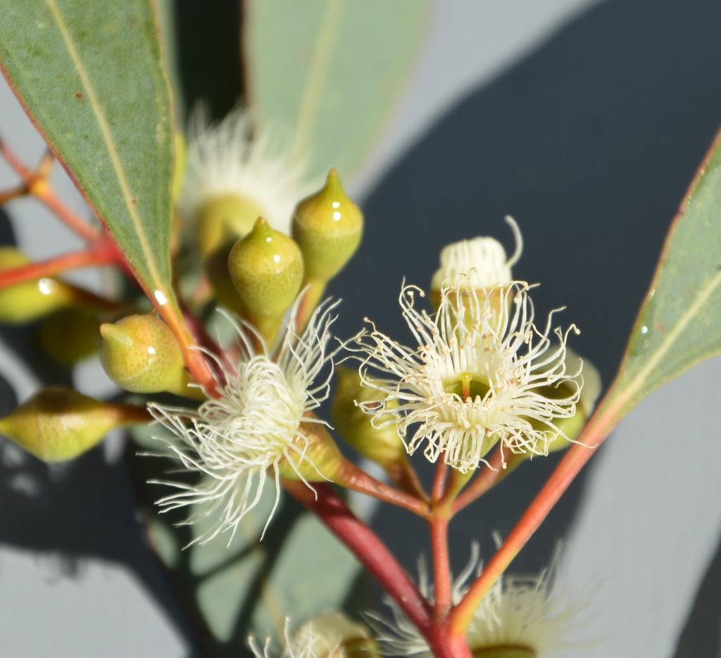 Eucalyptus blossom DSC_3833 by merrelyn