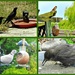 Bird Visitors by wendyfrost