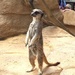 Compare the Meerkat by emma1231