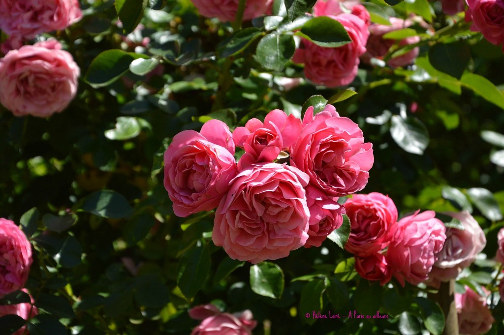 Roses  by parisouailleurs