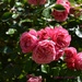 Roses  by parisouailleurs