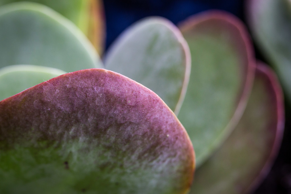 Kalanchoe by lindasees