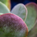 Kalanchoe by lindasees