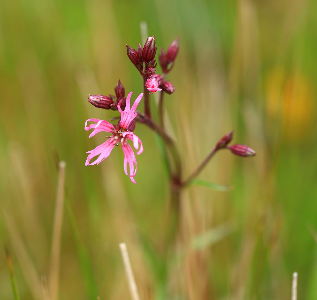 Ragged Robin by lifeat60degrees