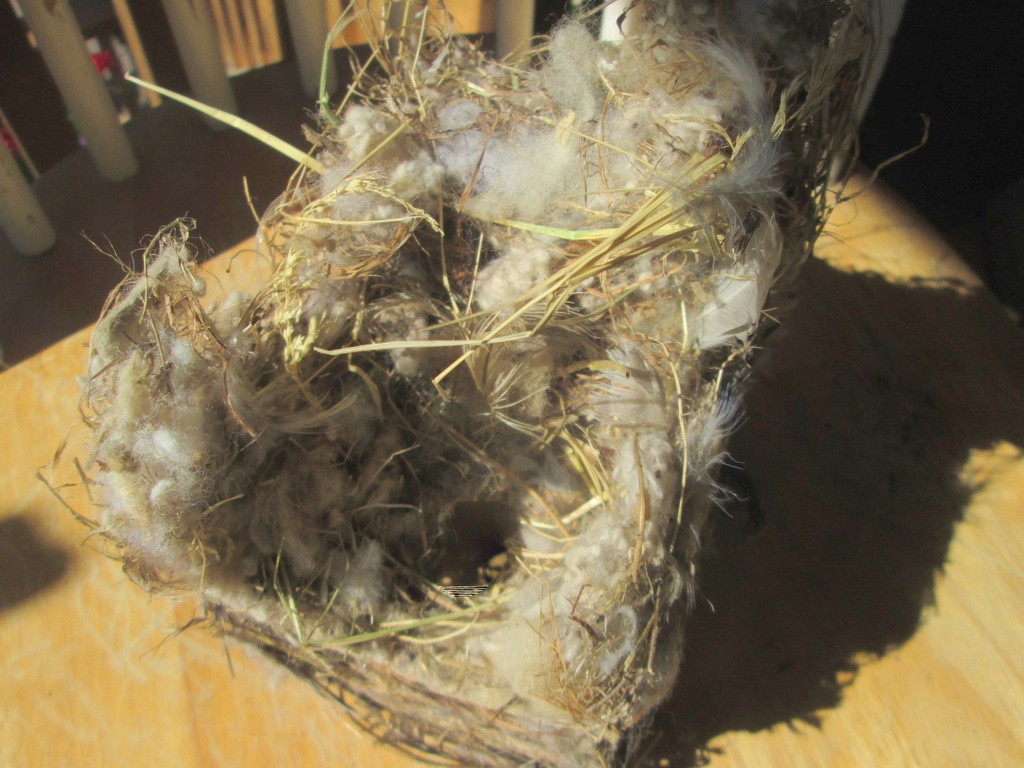 Bird nest by bruni