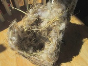 27th Jun 2015 - Bird nest