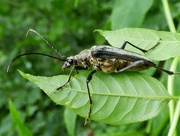 27th Jun 2015 - Longhorn beetle - Stenocorus meridianus, female