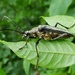 Longhorn beetle - Stenocorus meridianus, female by julienne1