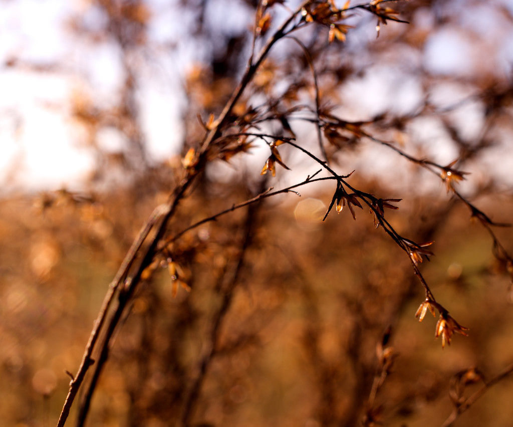 Winter Morning by eudora