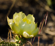 26th Jun 2015 - cactus flower