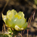 cactus flower by aecasey
