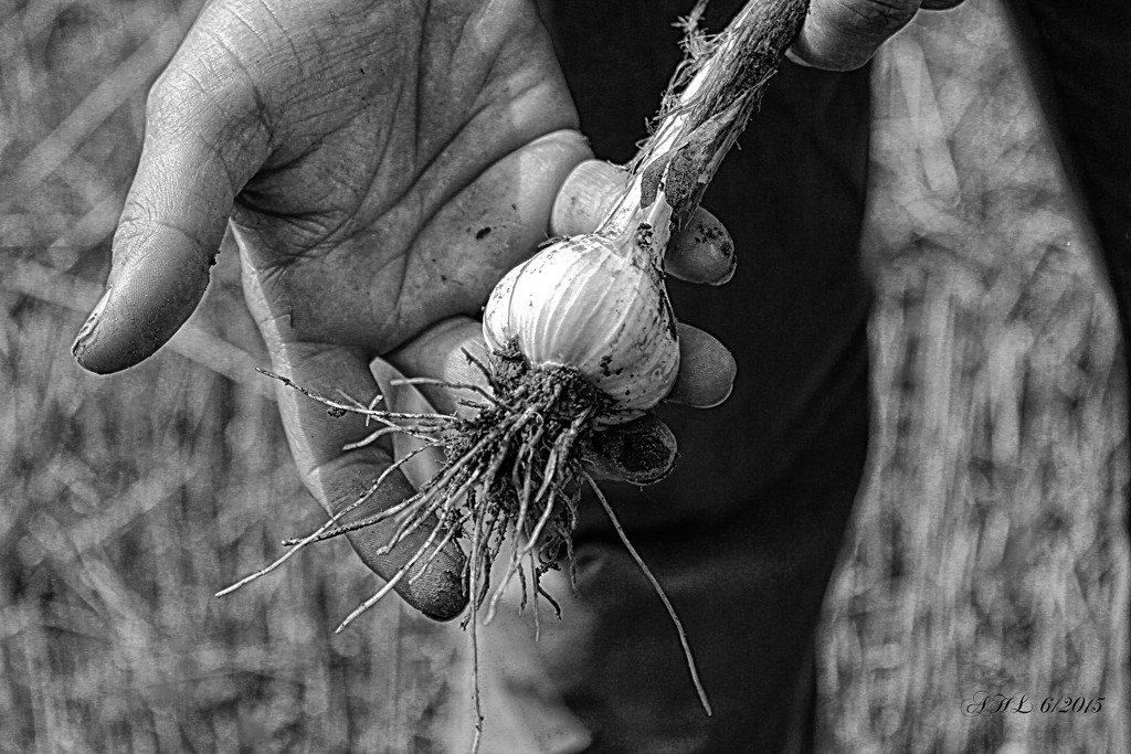 garlic bulb by olivetreeann