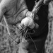 garlic bulb by olivetreeann