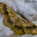 Moth by tonygig