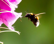 27th Jun 2015 - 27th June 2015    - Bee flying - 1