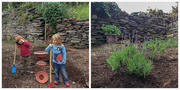 27th Jun 2015 - From pot to garden