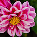 Pink Dahlia by elisasaeter