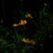 Coreopsis Freelens by shesnapped