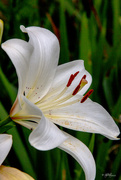 26th Jun 2015 - Easter Lily
