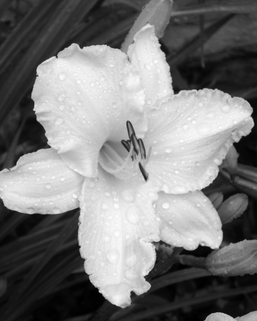 White Lily by daisymiller