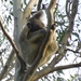 Yoga scratch by koalagardens