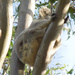 So casual by koalagardens
