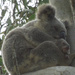 Snug by koalagardens