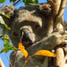 Clinger's me name by koalagardens