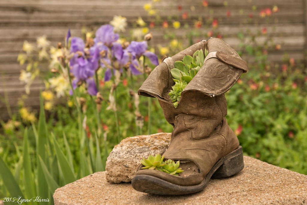 Boot Planter by lynne5477