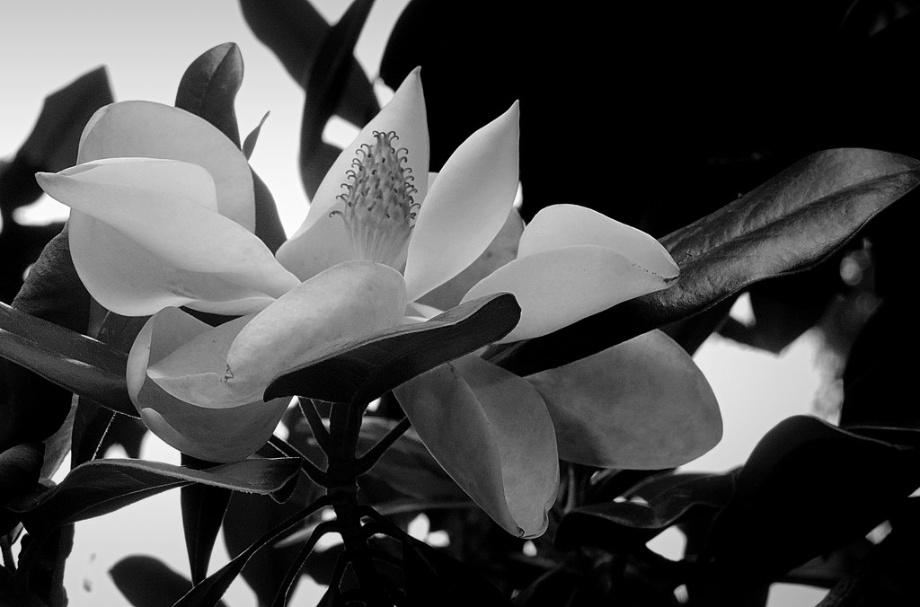 Farewell until next summer, beautiful magnolia! by homeschoolmom