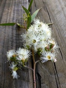 8th May 2015 - Gum tree Flowers