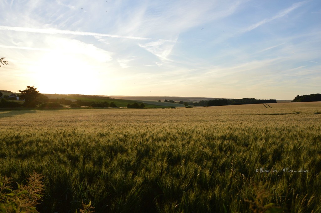 Wheat field by parisouailleurs