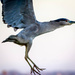 Night Heron in Flight by elatedpixie
