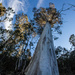 Grandfather gum tree by pusspup