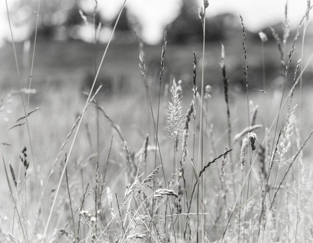 In the long grass... by susie1205