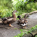 Duck family by frequentframes