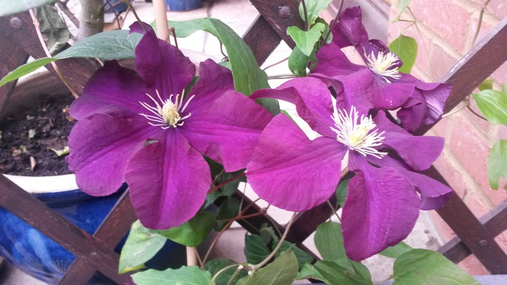 Good Weather for Clematis by elainepenney