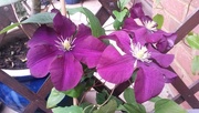 24th Jun 2015 - Good Weather for Clematis