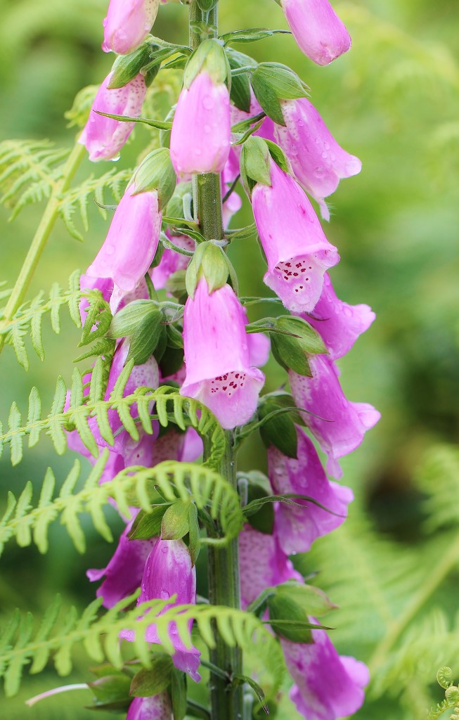 Am So Frond of Foxgloves by motherjane