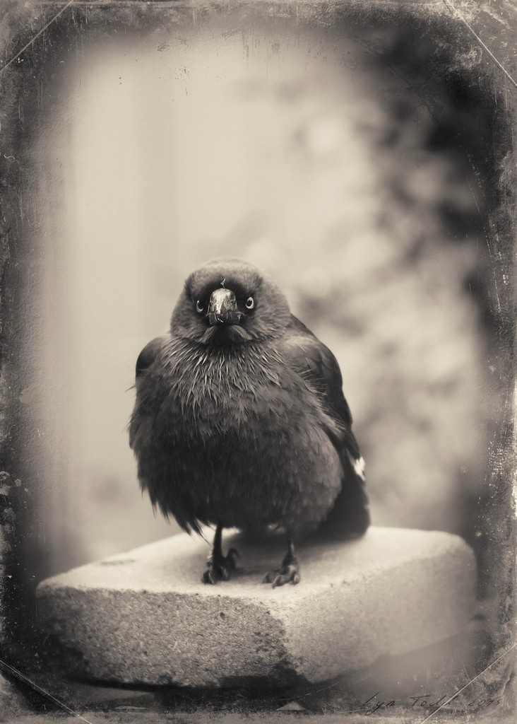 nevermore by ltodd