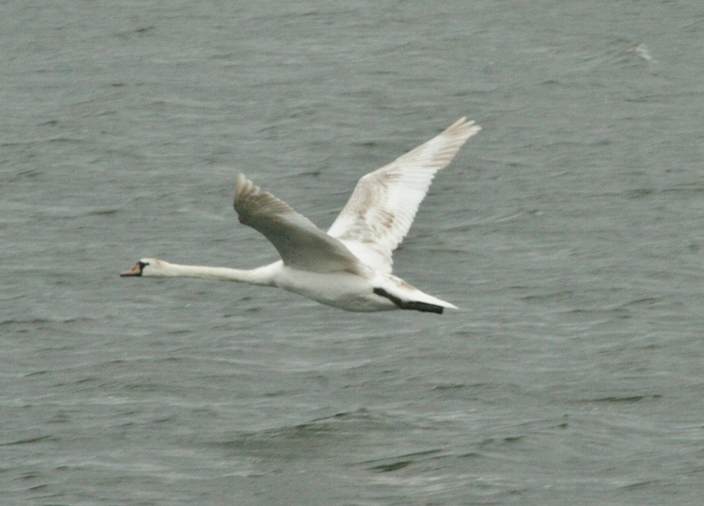 Swan in flight by orchid99